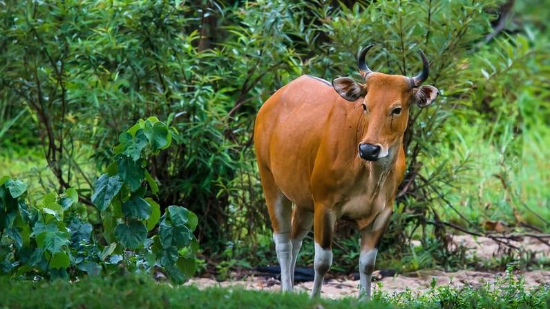 Recuperação de bois selvagens transforma vidas perto de reserva na Tailândia