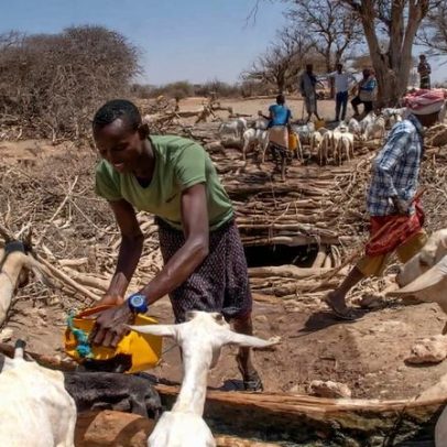 Com seca, pastores etíopes enfrentam mudanças na forma de compartilhar recursos