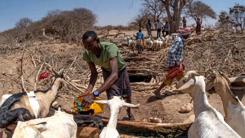 Com seca, pastores etíopes enfrentam mudanças na forma de compartilhar recursos