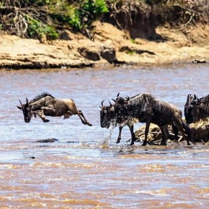 Preocupações com vida selvagem persistem após decisão no Quênia sobre safari de luxo