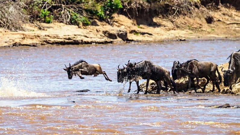 Preocupações com vida selvagem persistem após decisão no Quênia sobre safari de luxo