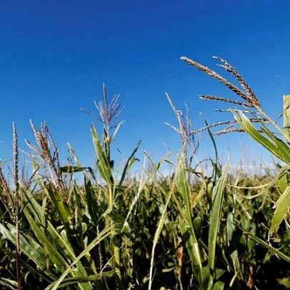 Chuva melhora condições da soja e do milho na Argentina, diz bolsa