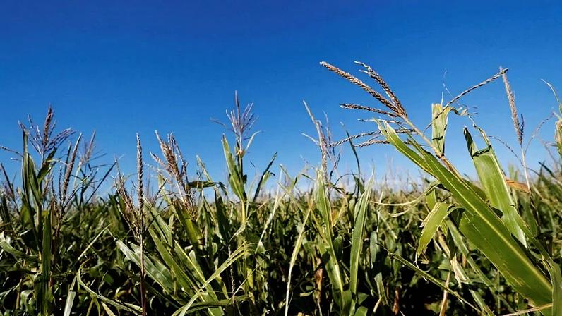 Chuva melhora condições da soja e do milho na Argentina, diz bolsa