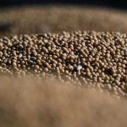 Anec projeta exportação de soja em abril: 16,4 milhões de toneladas