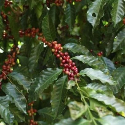 Superávit global de produção de café pode chegar a 10 milhões de sacas em 2026