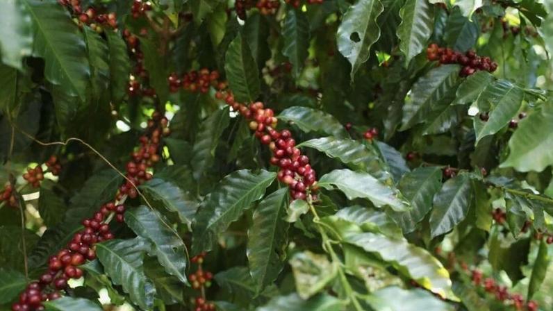 Cerejas de café amadurecem em uma árvore na fazenda de café Los Pirineos em Berlim, El Salvador