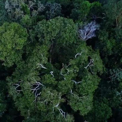 Política reduz incêndios na Amazônia