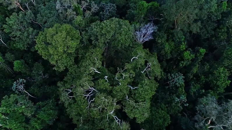 Política reduz incêndios na Amazônia