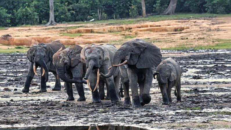 “For mothers and young elephants, Dzanga Bai becomes something of a playground and a very safe place,” says Yvonne Kienast, project manager and head researcher of the Dzanga Forest Elephant Project. Image by Rhett A. Butler/Mongabay.