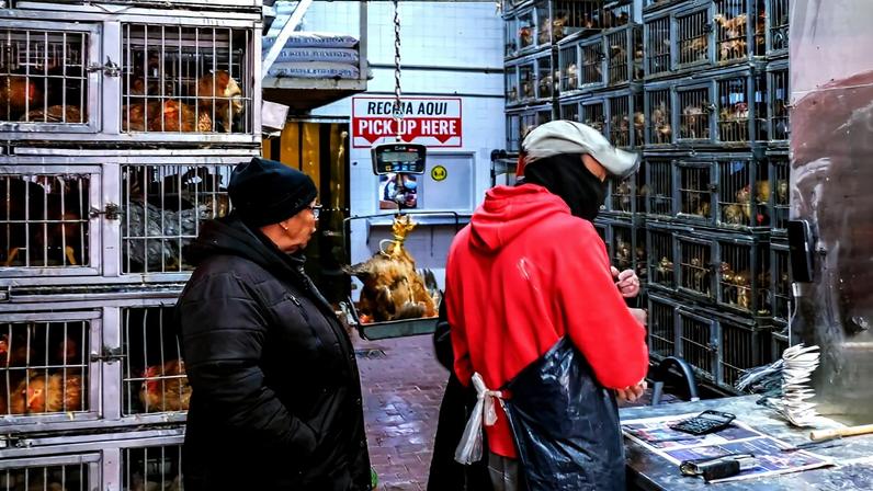 A chicken (Gallus gallus domesticus) is weighed at a live poultry market in West Harlem as a customer stands nearby. The stacking of live animal cages allows bodily waste to drop into the cages below, facilitating disease spread. Image by Cate Twining-Ward.
