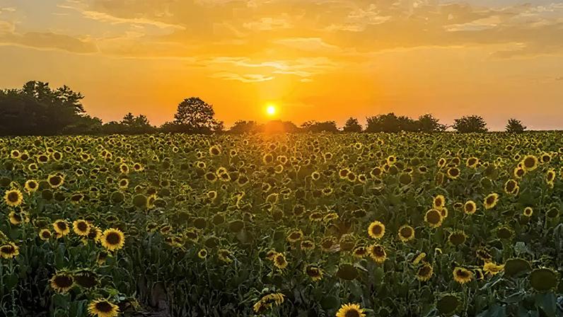 Menos mortes ligadas ao calor em 2025, apesar do verão mais quente