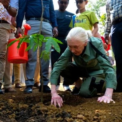 Hoje é o Dia de Jane Goodall e o movimento pela conservação continua