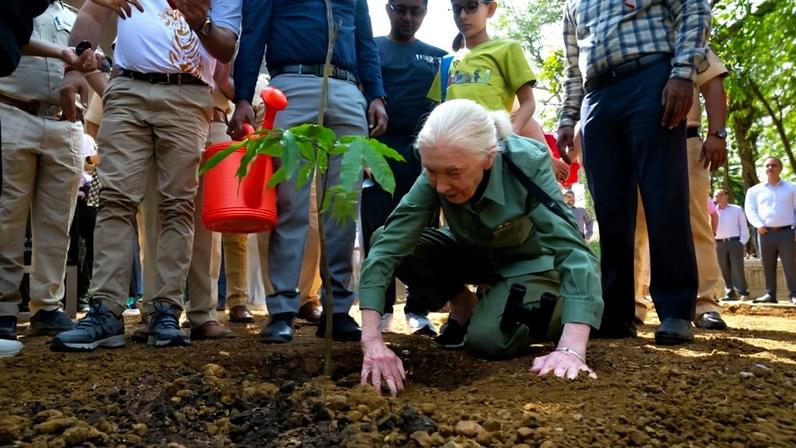 Jane Goodall planting a tree. Photo courtesy of the Jane Goodall Institute.