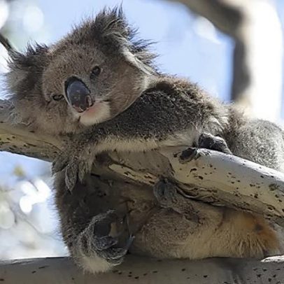 Koalas australianos sob clamídia mortal; ilha pode salvar a espécie