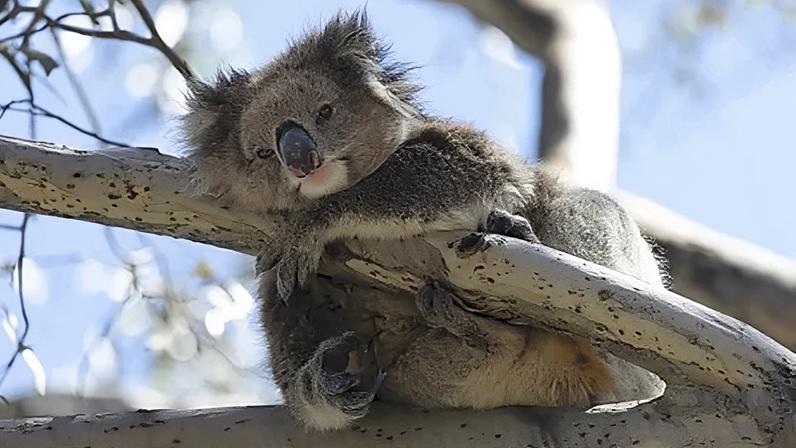 Koalas australianos sob clamídia mortal; ilha pode salvar a espécie