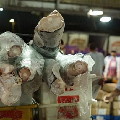 Maior complexo hospitalar da América Latina cancela compra de carne de tubarão