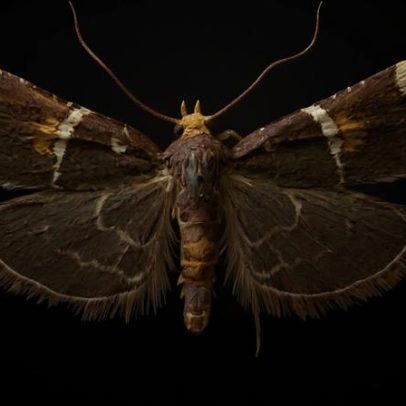 Nova mariposa homenageia Papa Leão XIV e integra linhagem de nomes reais