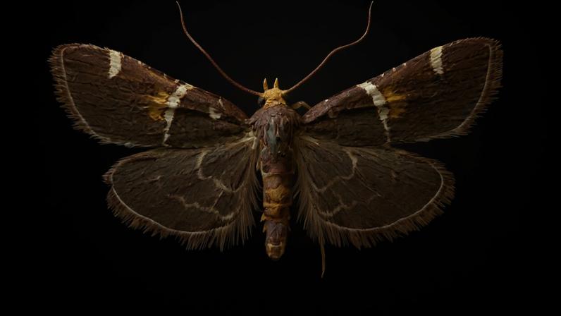 Nova mariposa homenageia Papa Leão XIV e integra linhagem de nomes reais