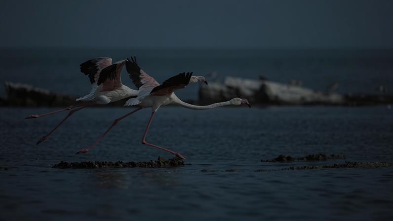 Ecossistema marinho frágil do Golfo Arábico ameaçado pela crise atual