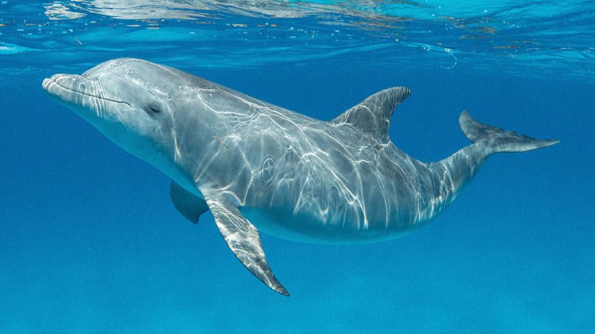 Cinco países usaram golfinhos em operações bélicas