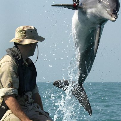 Três países utilizaram golfinhos em operações de guerra