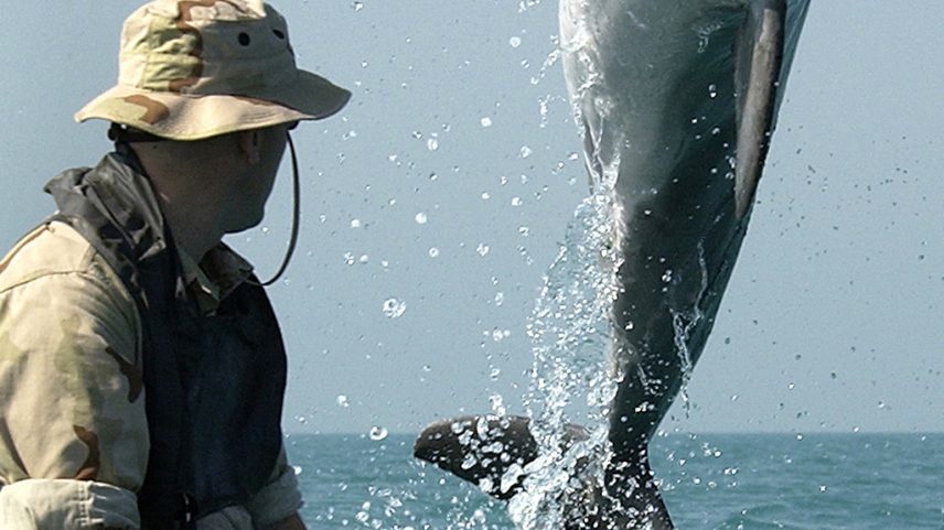 Três países utilizaram golfinhos em operações de guerra