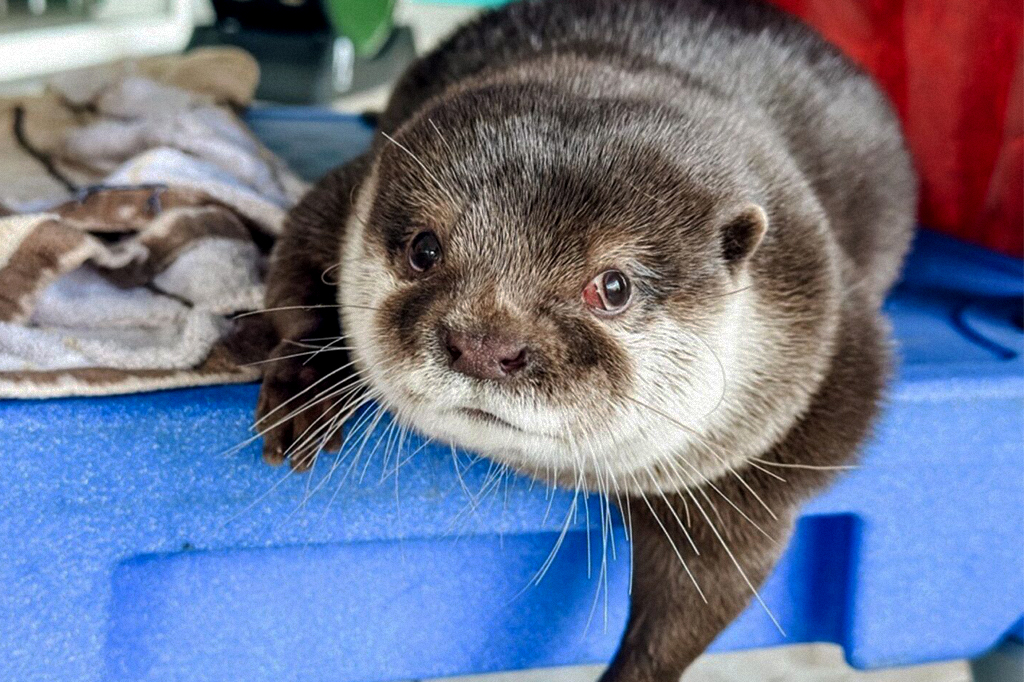 Imagem da lontra Splash deitada olhando para a câmera.