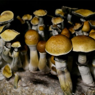 Uma dose de cogumelo mágico pode alterar o cérebro, indica estudo