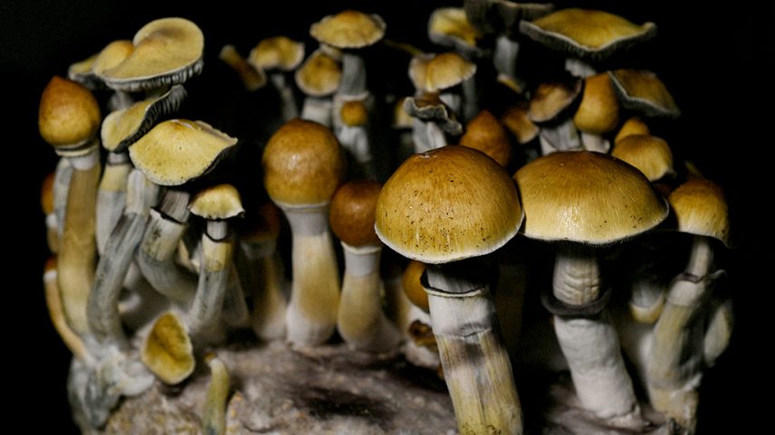Imagem de cogumelos da espécie Psilocybe cubensis.