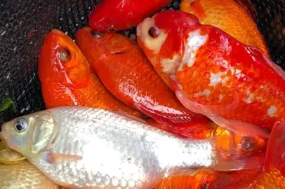 Peixes dourados descartados ameaçam carpas nativas no lago