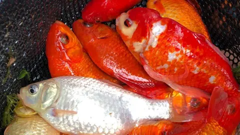 Peixes dourados descartados ameaçam carpas nativas no lago