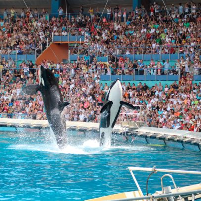 França busca destino para as duas últimas orcas após proibição de shows