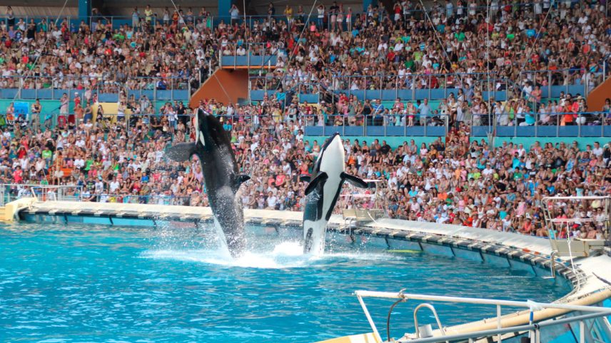 França busca destino para as duas últimas orcas após proibição de shows