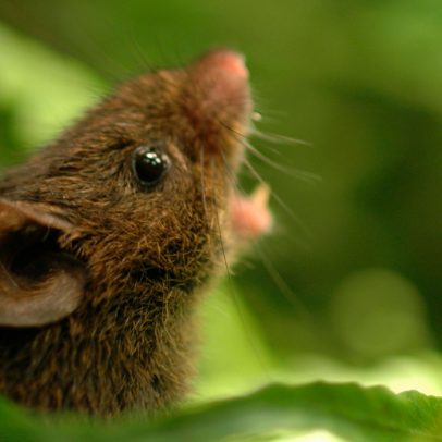 Ratos cantam em dueto; cientistas explicam como surgiu a habilidade
