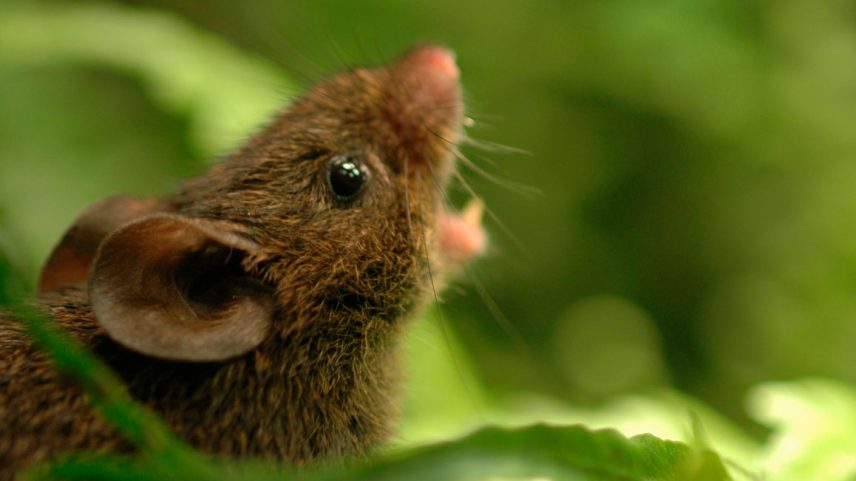 Ratos cantam em dueto; cientistas explicam como surgiu a habilidade