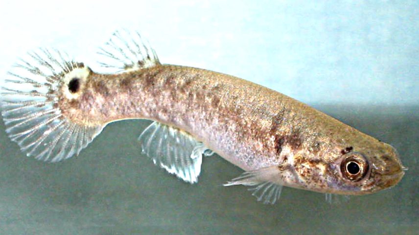 Peixes que consumiram cogumelos psicodélicos apresentam impactos observáveis