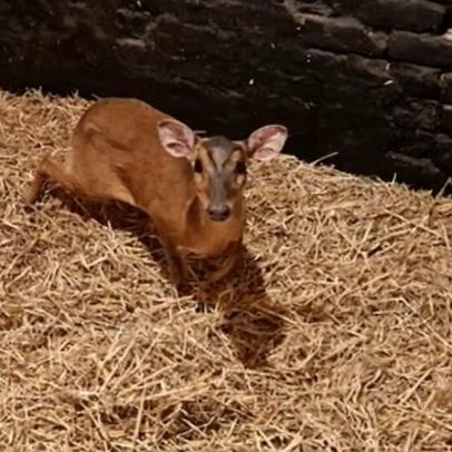 Muntjac resgatado de escada rolante em loja M&S de Norwich