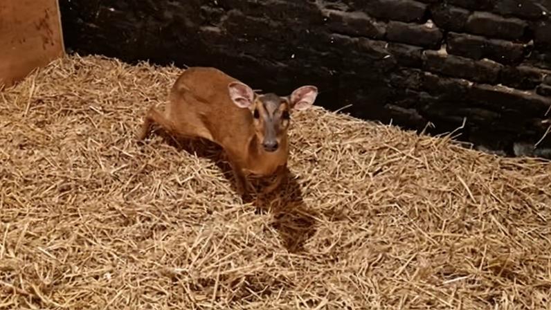 Muntjac resgatado de escada rolante em loja M&S de Norwich