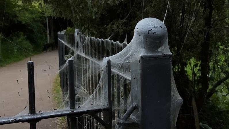 BBC This shows a mass of spindle ermine moth caterpillars covering a fence post in a dense white silk web that they spin collectively for protection.