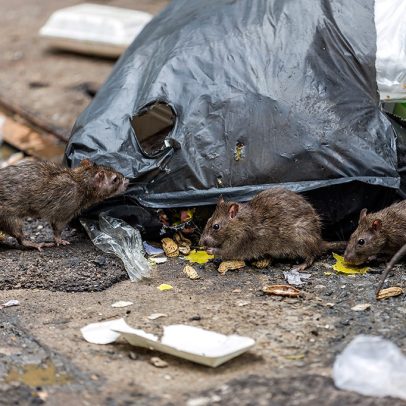 5 zoonoses transmitidas por ratos e como evitá-las