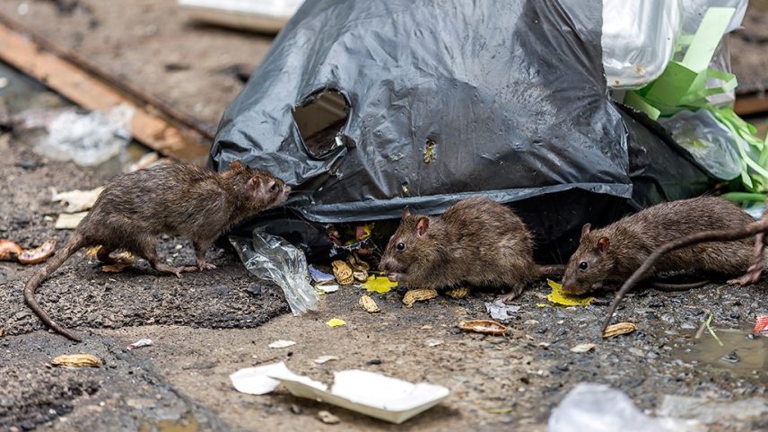 Três ratos marrons em uma rua suja, comendo restos de comida perto de um saco de lixo preto rasgado e outros detritos