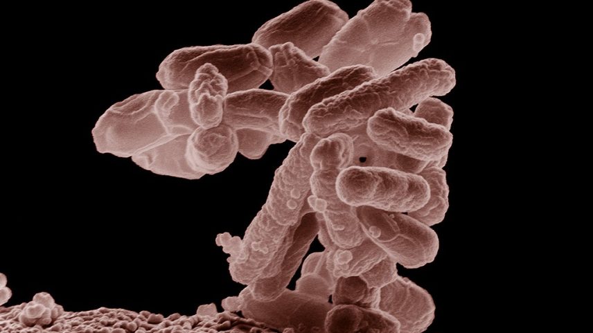 Bactérias funcionam com 19 aminoácidos, em vez de 20