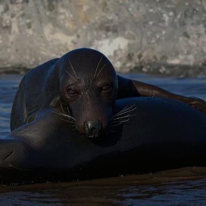 Focas canibais atacam filhotes na maior colônia da espécie