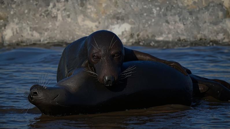 Focas canibais atacam filhotes na maior colônia da espécie