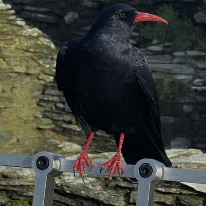 Choughs retornam ao Castelo de Tintagel, Cornwall, após décadas de ausência
