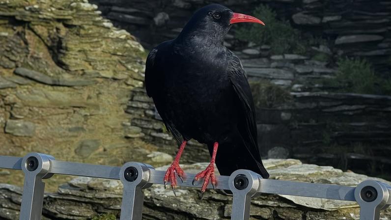 Choughs retornam ao Castelo de Tintagel, Cornwall, após décadas de ausência
