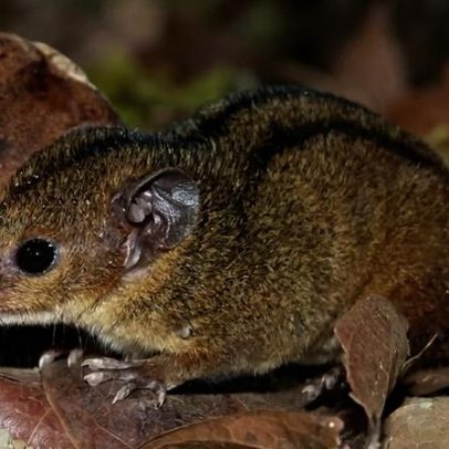 Marsupial único no Rio de Janeiro é encontrado por alunas da UFRJ