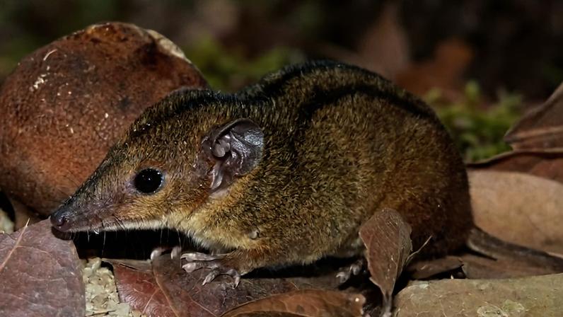 Marsupial único no Rio de Janeiro é encontrado por alunas da UFRJ