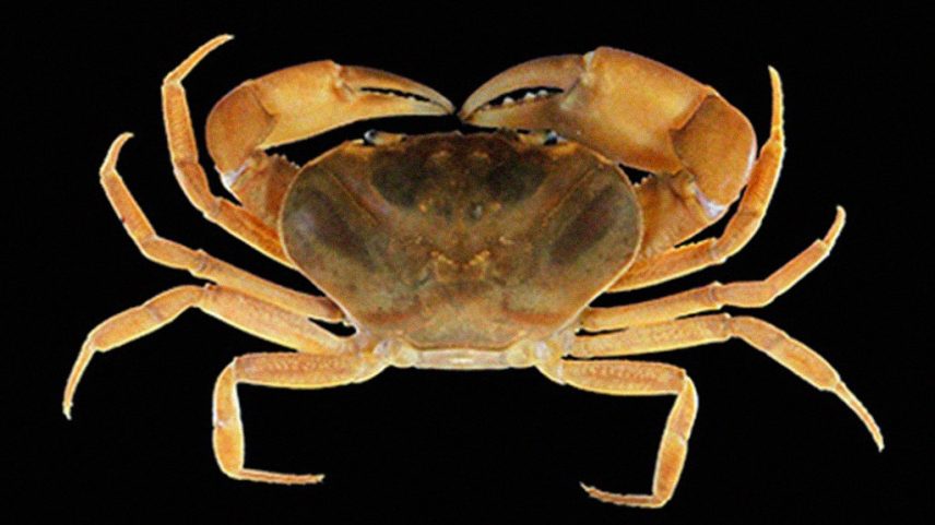 Caranguejo recém-descoberto é encontrado no Pico da Neblina, Amazônia