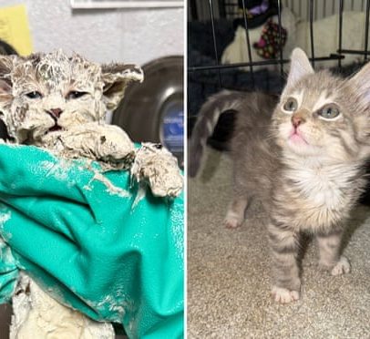 Gatinho preso em balde de cola é resgatado e cria vínculo com cuidador